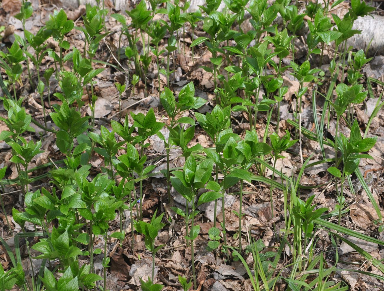 Изображение особи Mercurialis perennis.