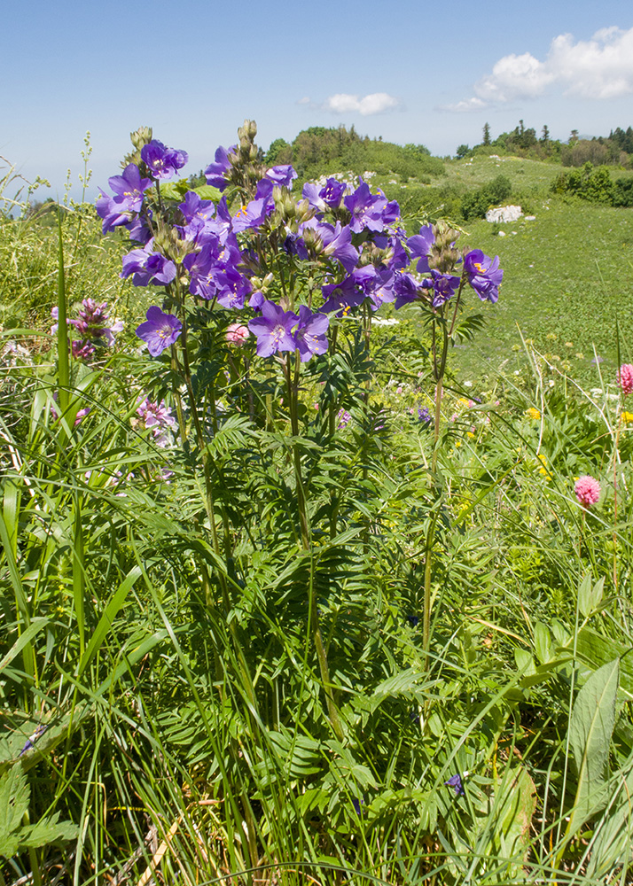 Image of Polemonium caucasicum specimen.