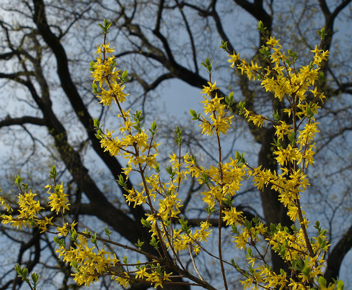 Image of Forsythia &times; intermedia specimen.