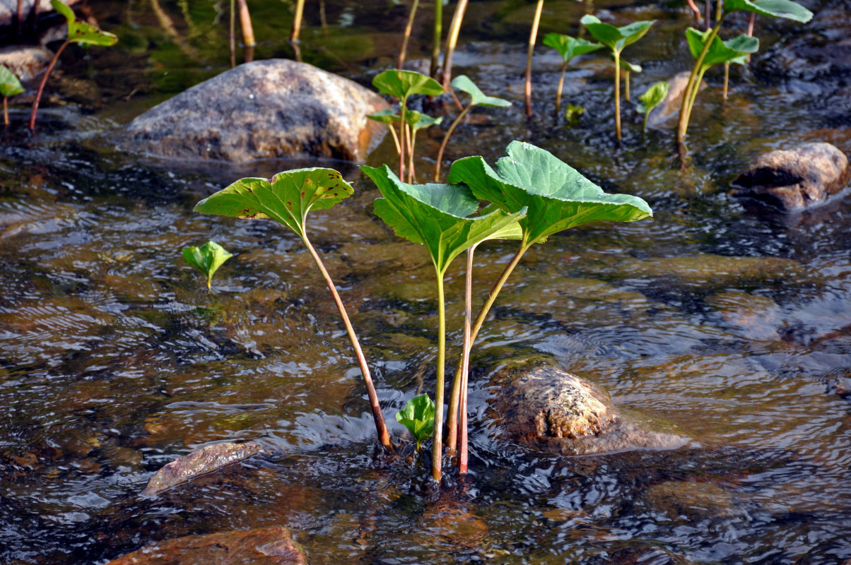 Image of Petasites radiatus specimen.