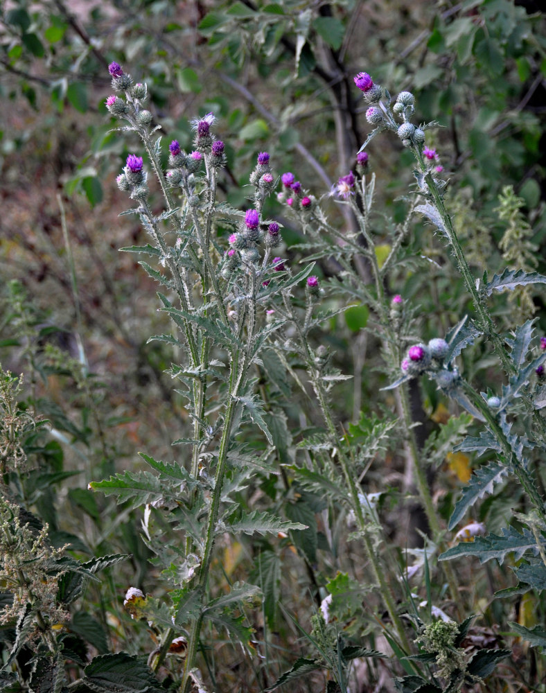 Image of Carduus crispus specimen.