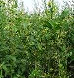 Persicaria scabra