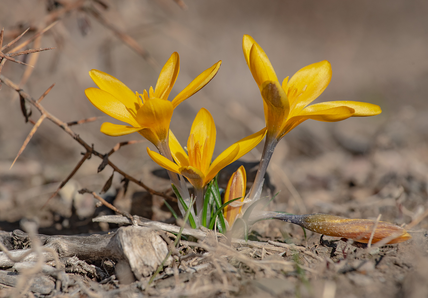 Image of Crocus korolkowii specimen.