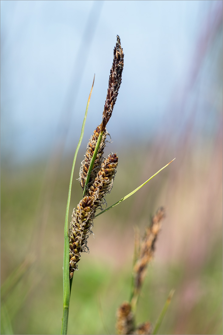 Изображение особи Carex nigra.