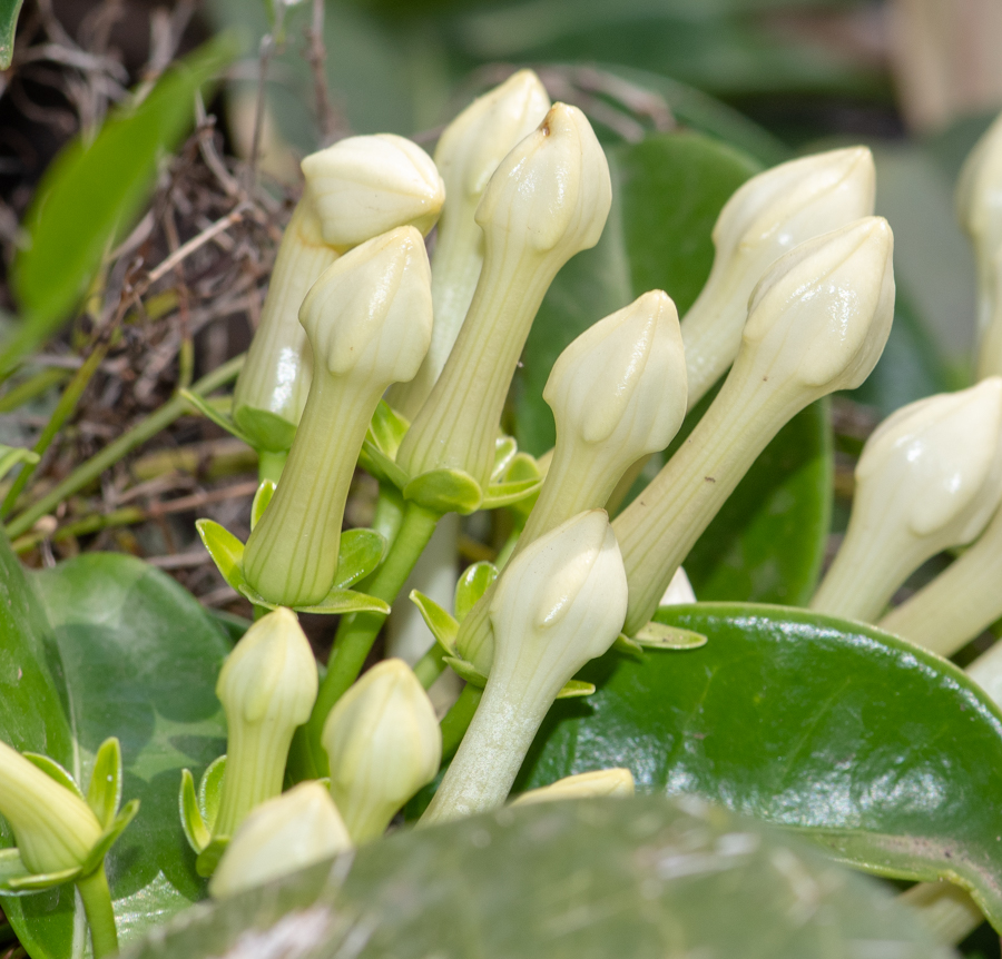 Image of Marsdenia floribunda specimen.