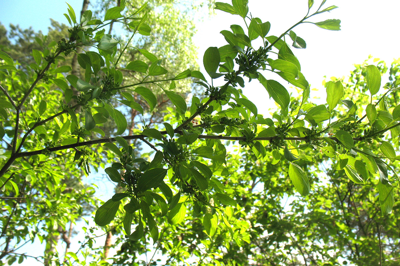 Image of Rhamnus cathartica specimen.