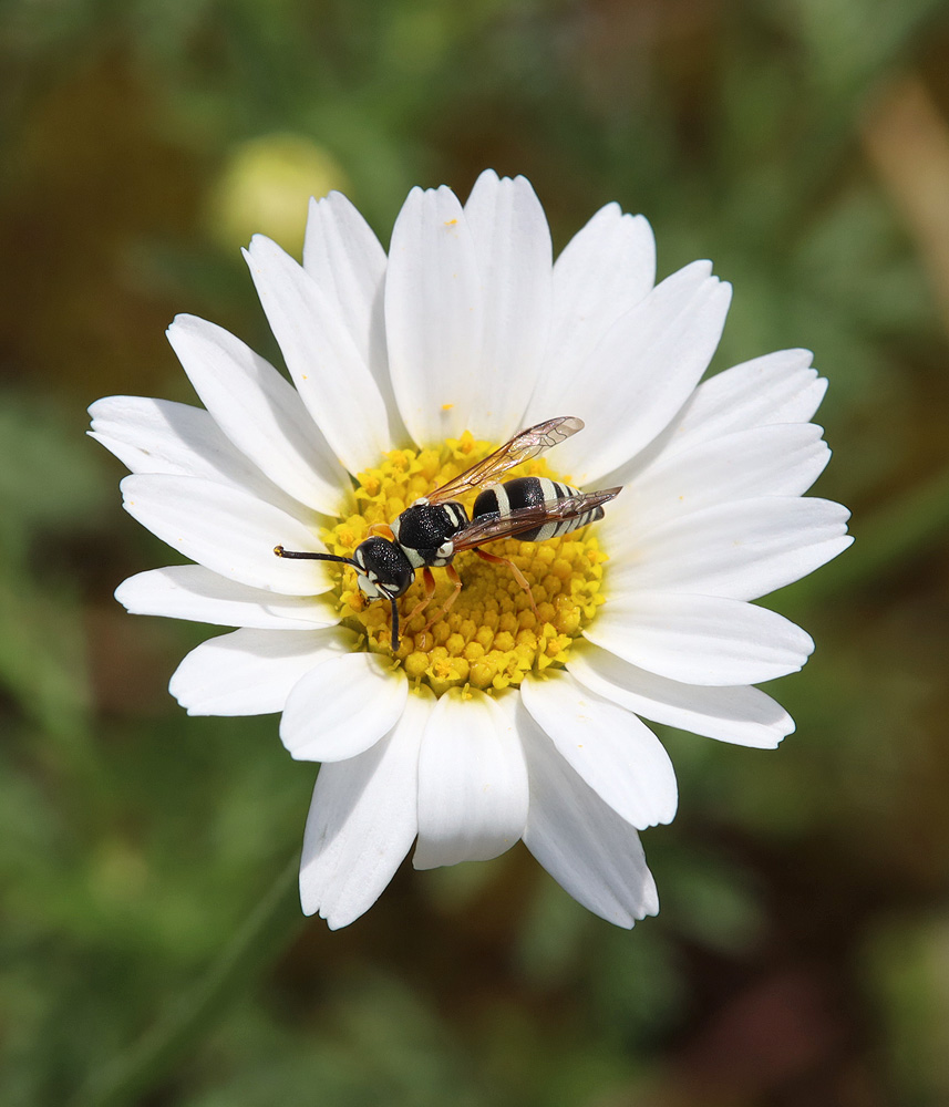 Image of Anthemis ruthenica specimen.