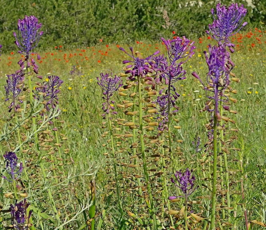 Изображение особи Leopoldia comosa.