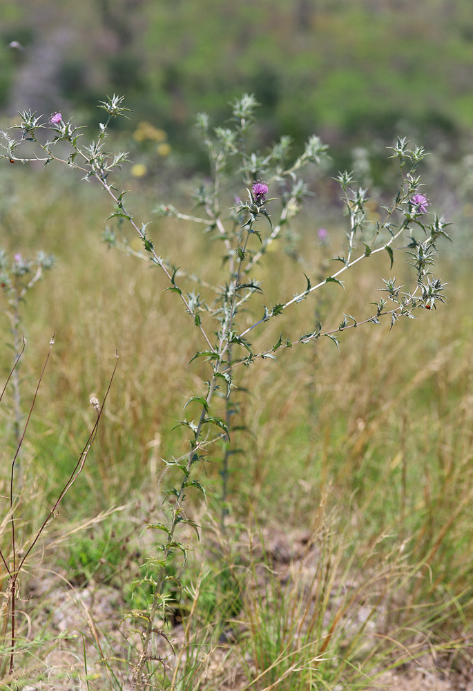 Изображение особи Carthamus glaucus.