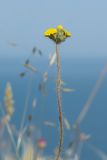 Pilosella echioides. Верхушка побега с общим соцветием. Крым, Керченский п-ов, Ленинский р-н, окр с. Осовины, мыс Газан, верхняя терраса приморского склона, степь. 28.05.2021.