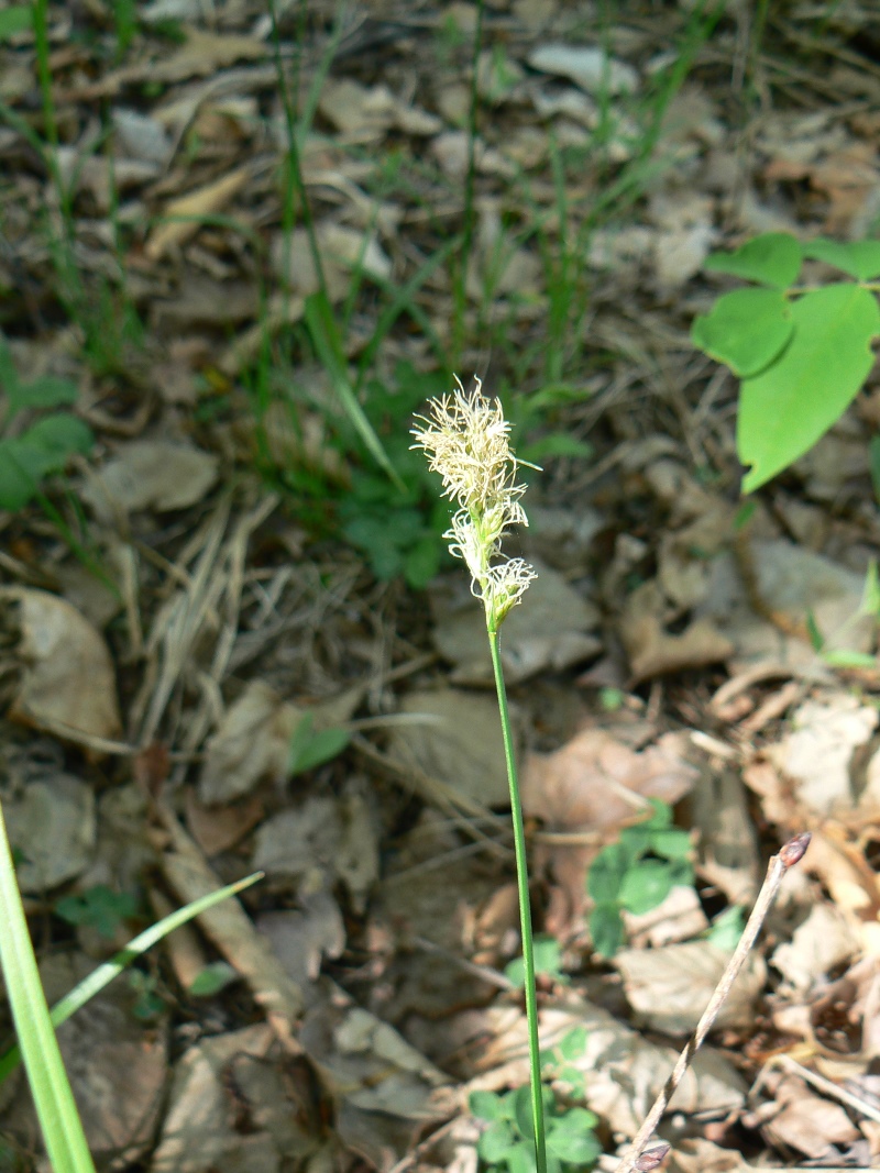 Image of genus Carex specimen.