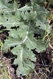 Crambe orientalis