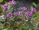 Pedicularis crassirostris. Цветущее растение. Республика Северная Осетия-Алания, Алагирский р-н, Большой Кавказ, правый берег реки Садон, ≈ 2930 м н.у.м., каменистый склон. 03.07.2021.