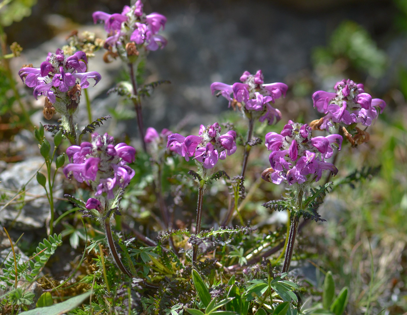 Image of Pedicularis crassirostris specimen.