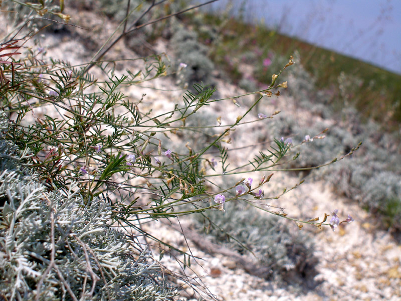 Image of Astragalus austriacus specimen.