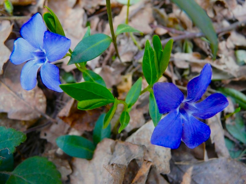 Image of Vinca minor specimen.