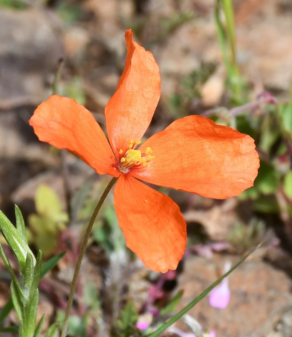 Image of Papaver paphium specimen.