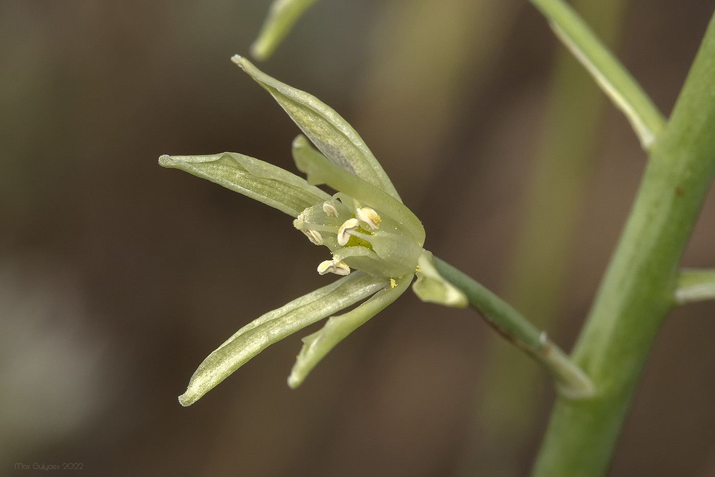 Image of Ornithogalum pyrenaicum specimen.