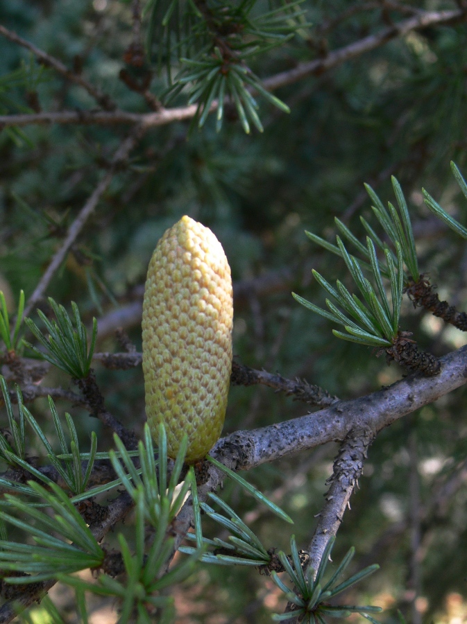 Изображение особи род Cedrus.