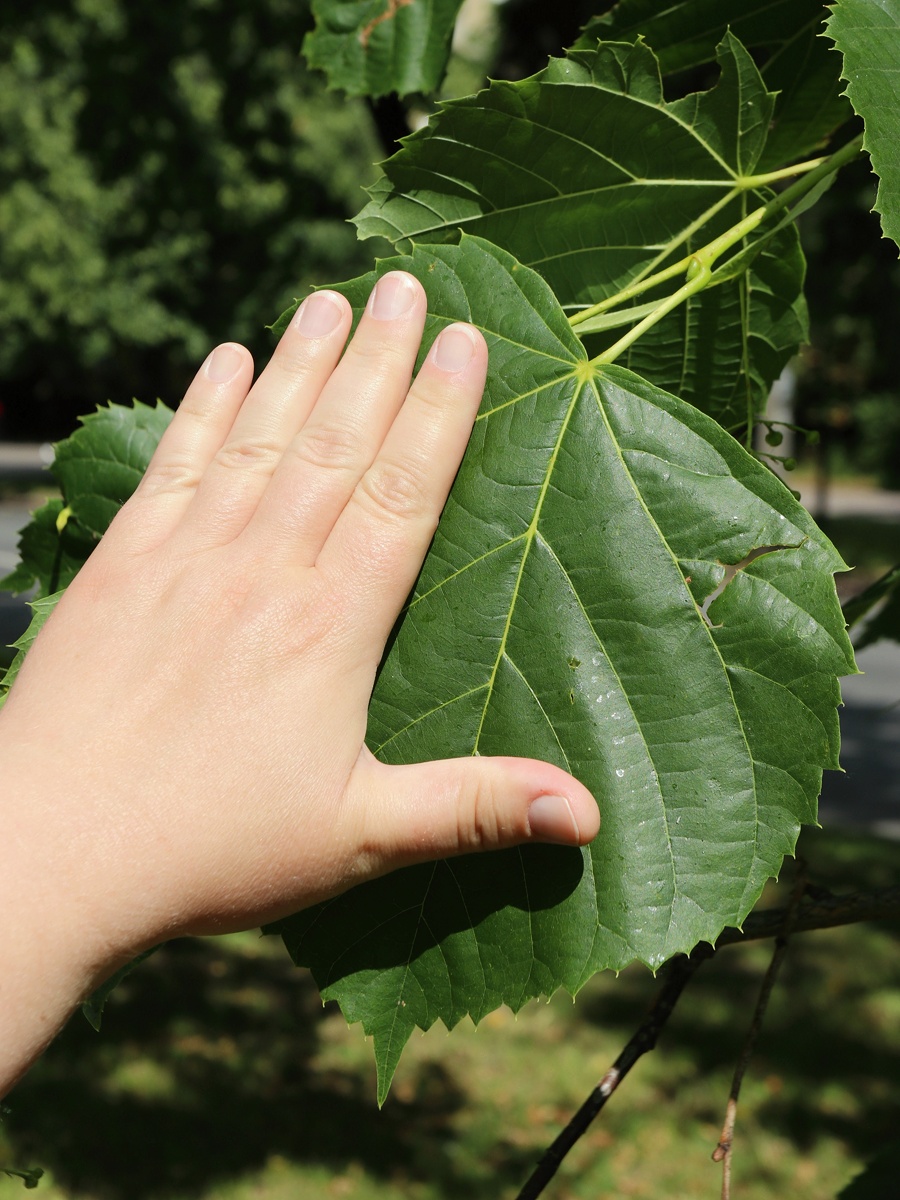 Изображение особи Tilia americana.