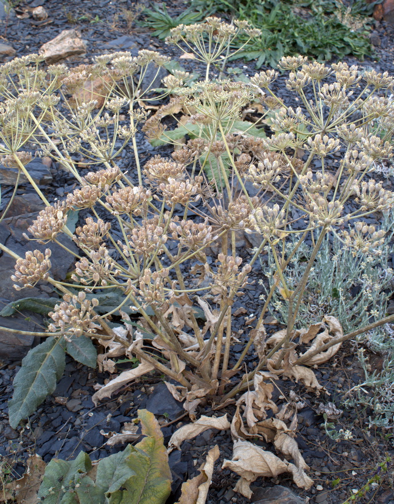 Image of genus Heracleum specimen.