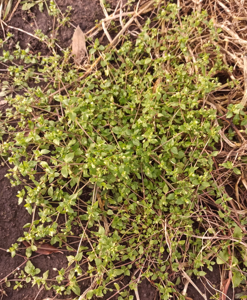 Image of Stellaria media specimen.