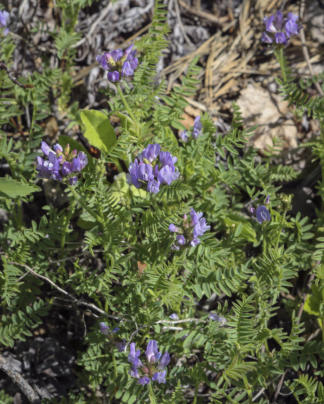 Image of Astragalus danicus specimen.