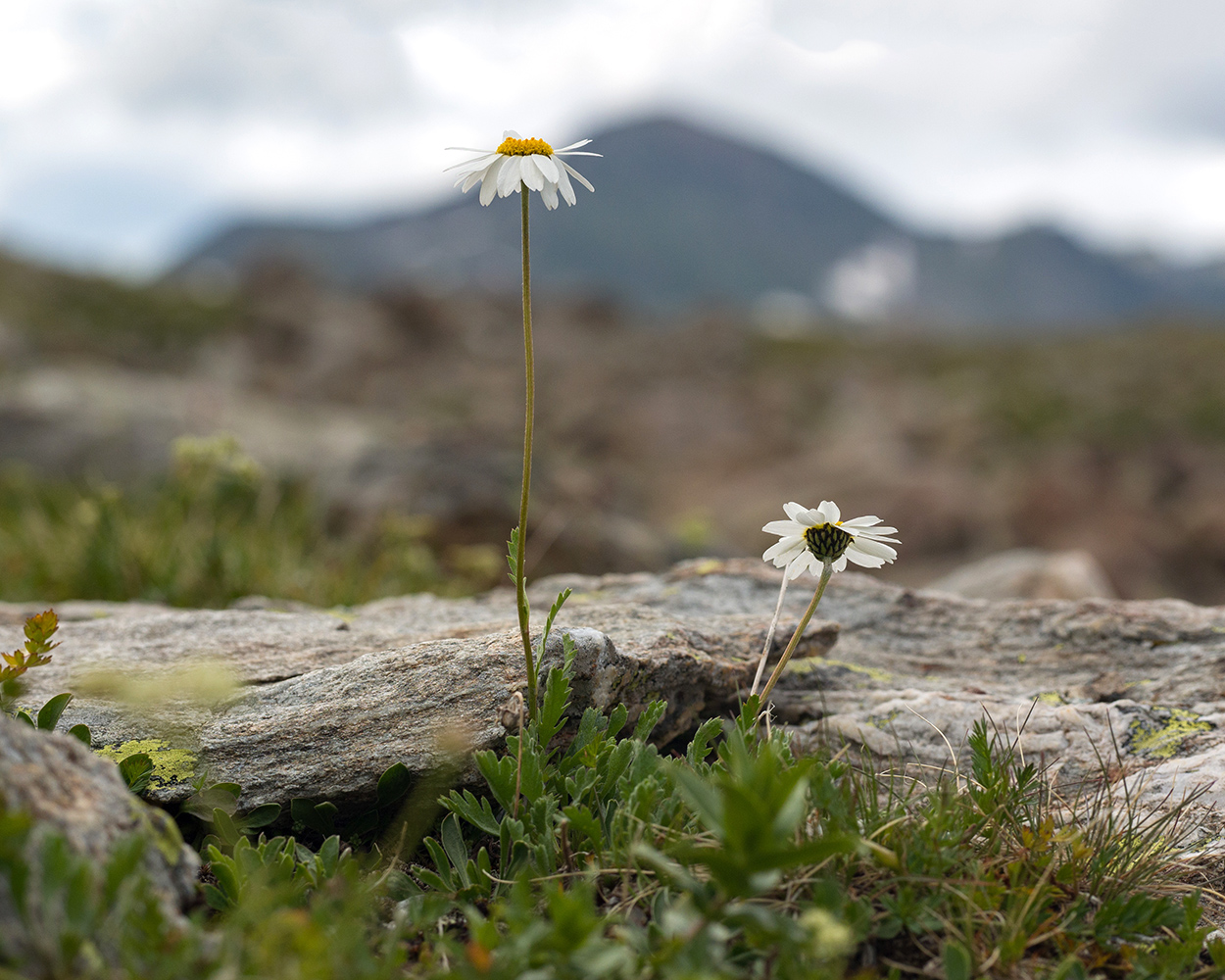 Image of Anthemis saportana specimen.