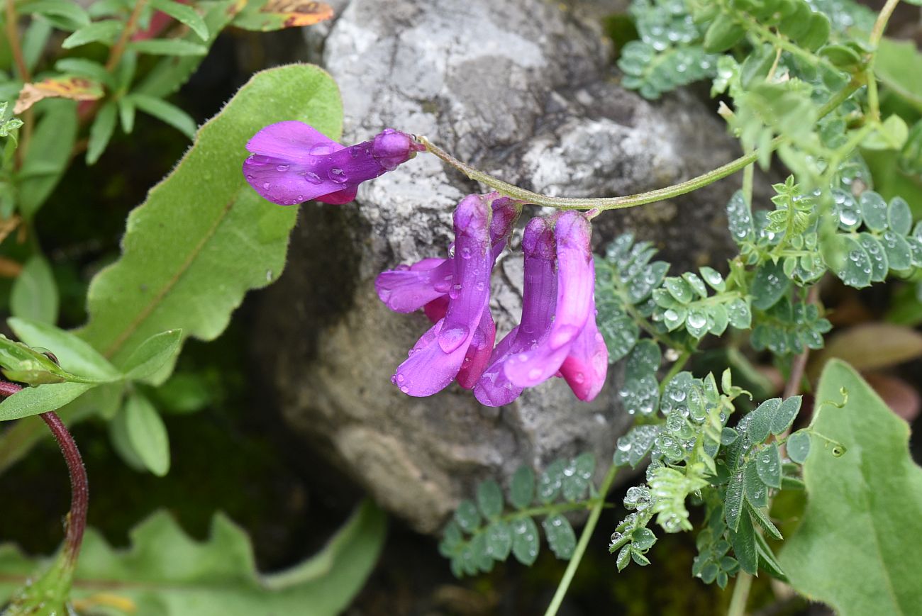 Изображение особи Vicia alpestris.