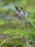 Carex bigelowii. Верхушка побега с соплодиями. Кольский п-ов, Хибины, цирк к северо-западу от оз. Малый Вудъявр, моховая тундра в котловине. 12.08.2010.