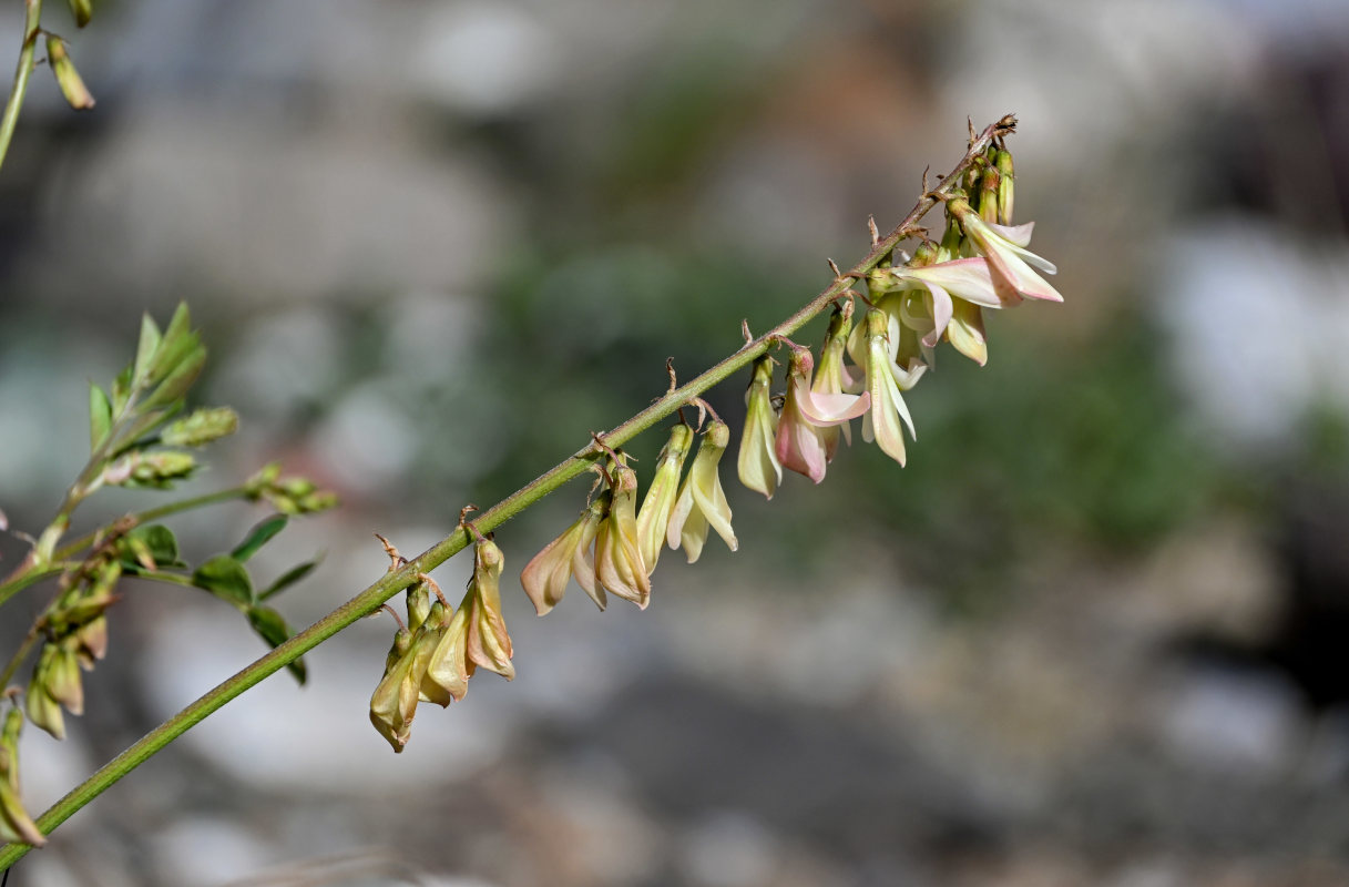 Изображение особи Hedysarum flavescens.