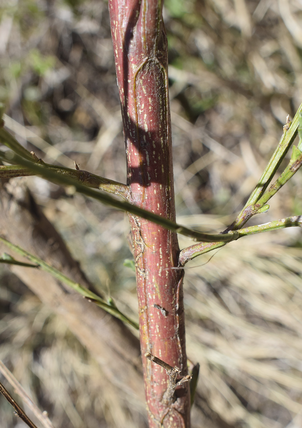 Image of Sarothamnus scoparius specimen.