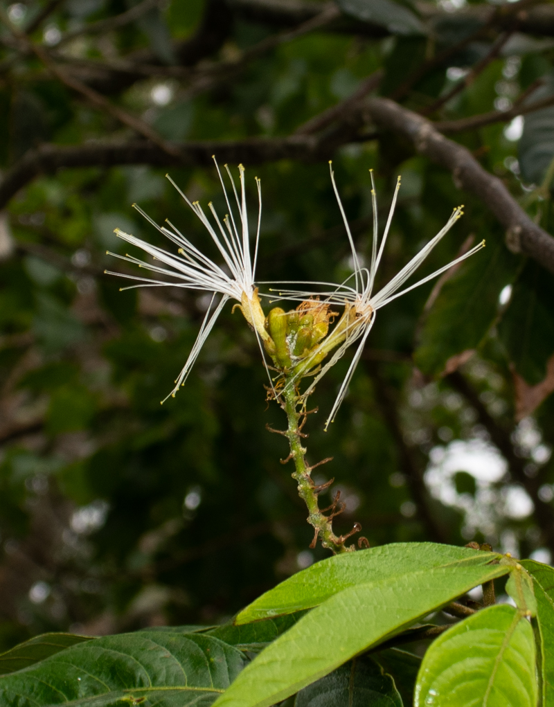 Image of Inga feuillei specimen.