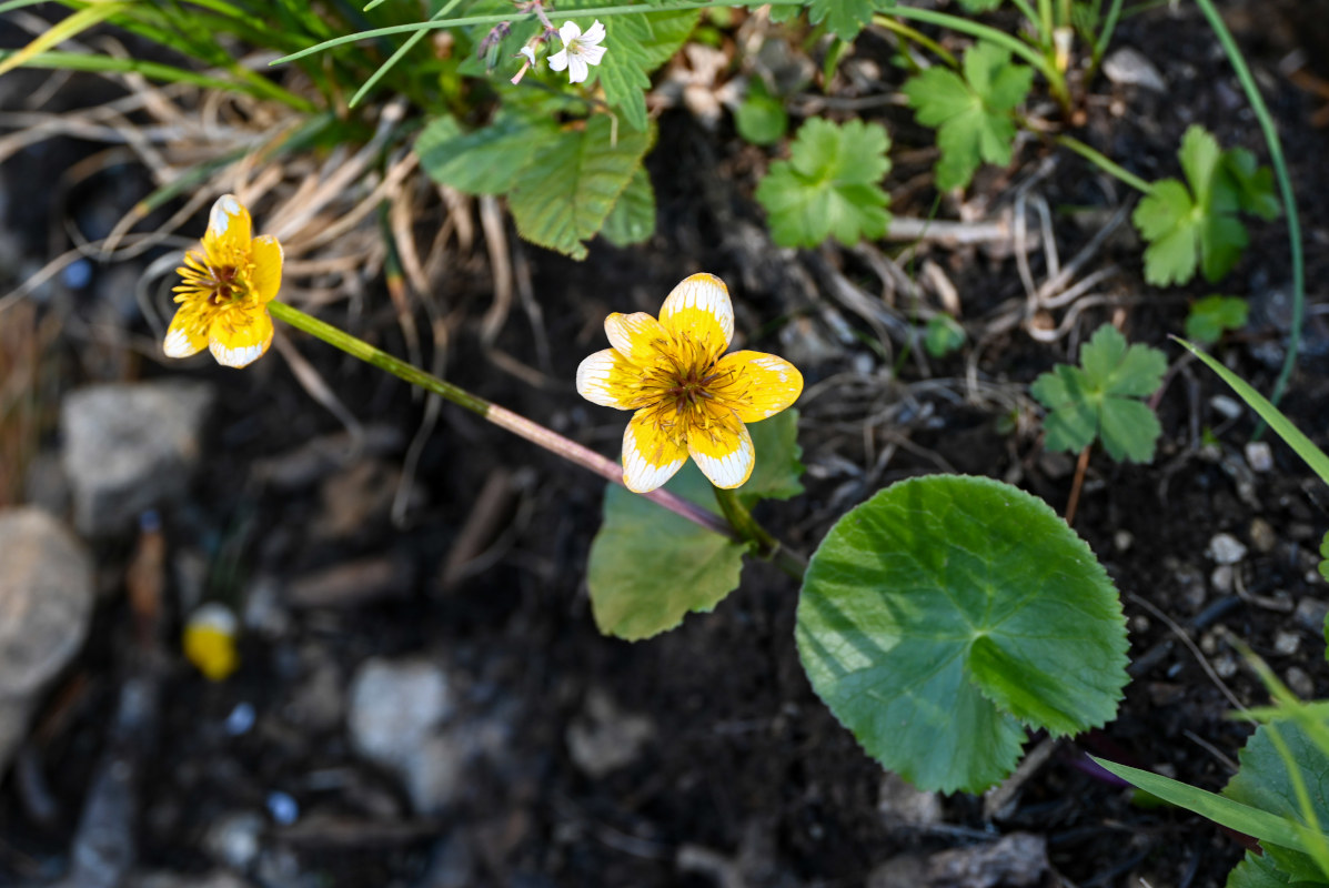 Image of Caltha palustris specimen.