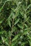 Salix cinerea