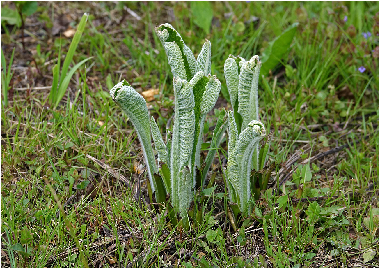 Изображение особи Inula helenium.