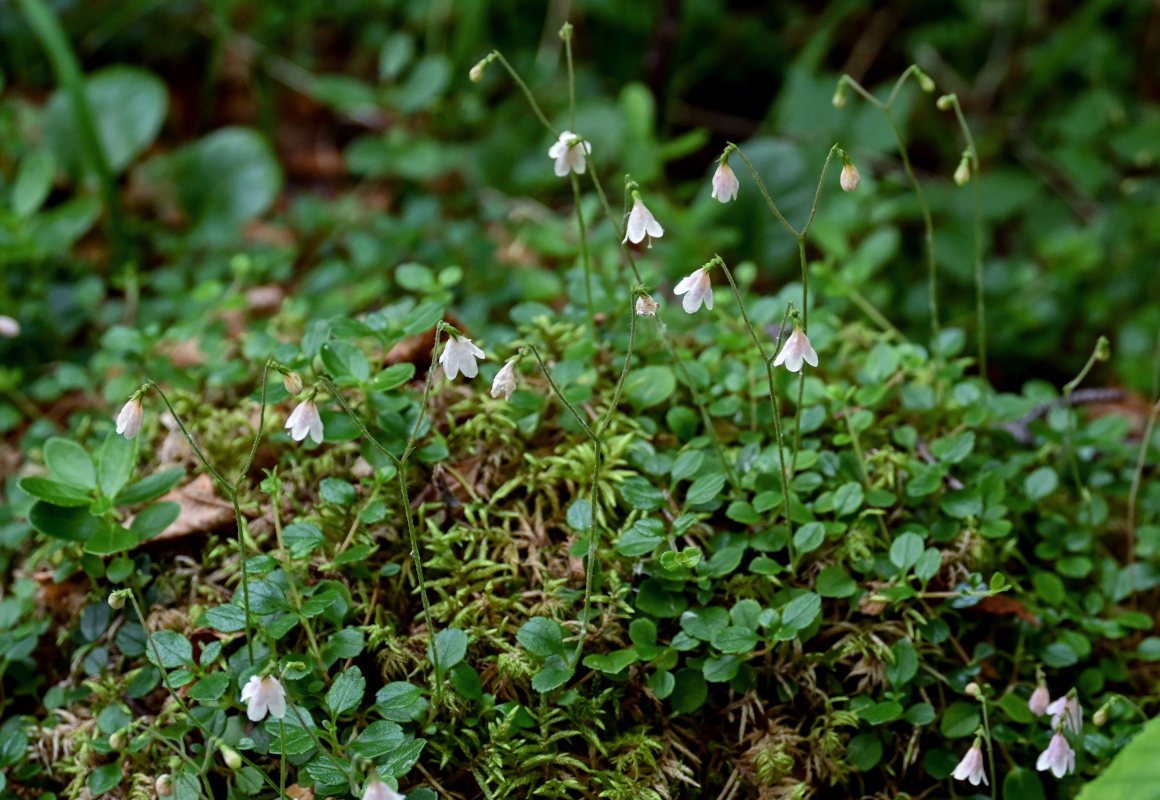 Изображение особи Linnaea borealis.