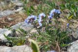 Polemonium boreale. Цветущие растения. Мурманская обл., Кольский р-н, сельское поселение Териберка, о. Кильдин, окр. оз. Могильное, супралитораль. 24.06.2023.