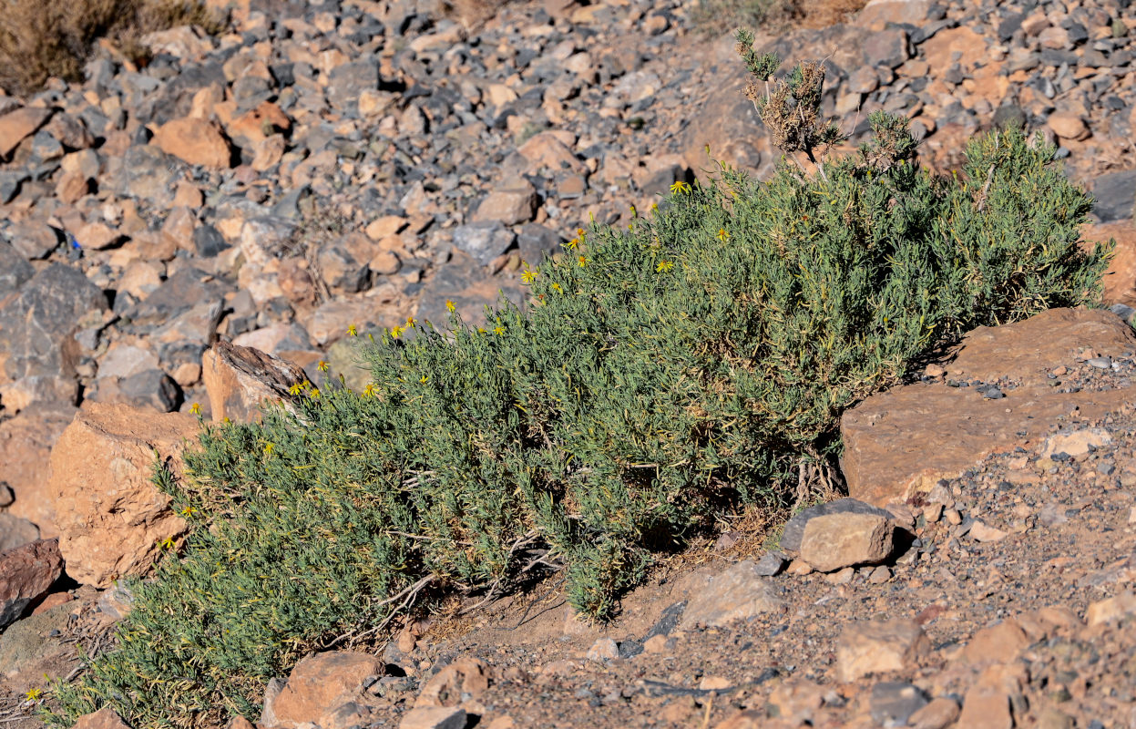 Image of Hertia maroccana specimen.