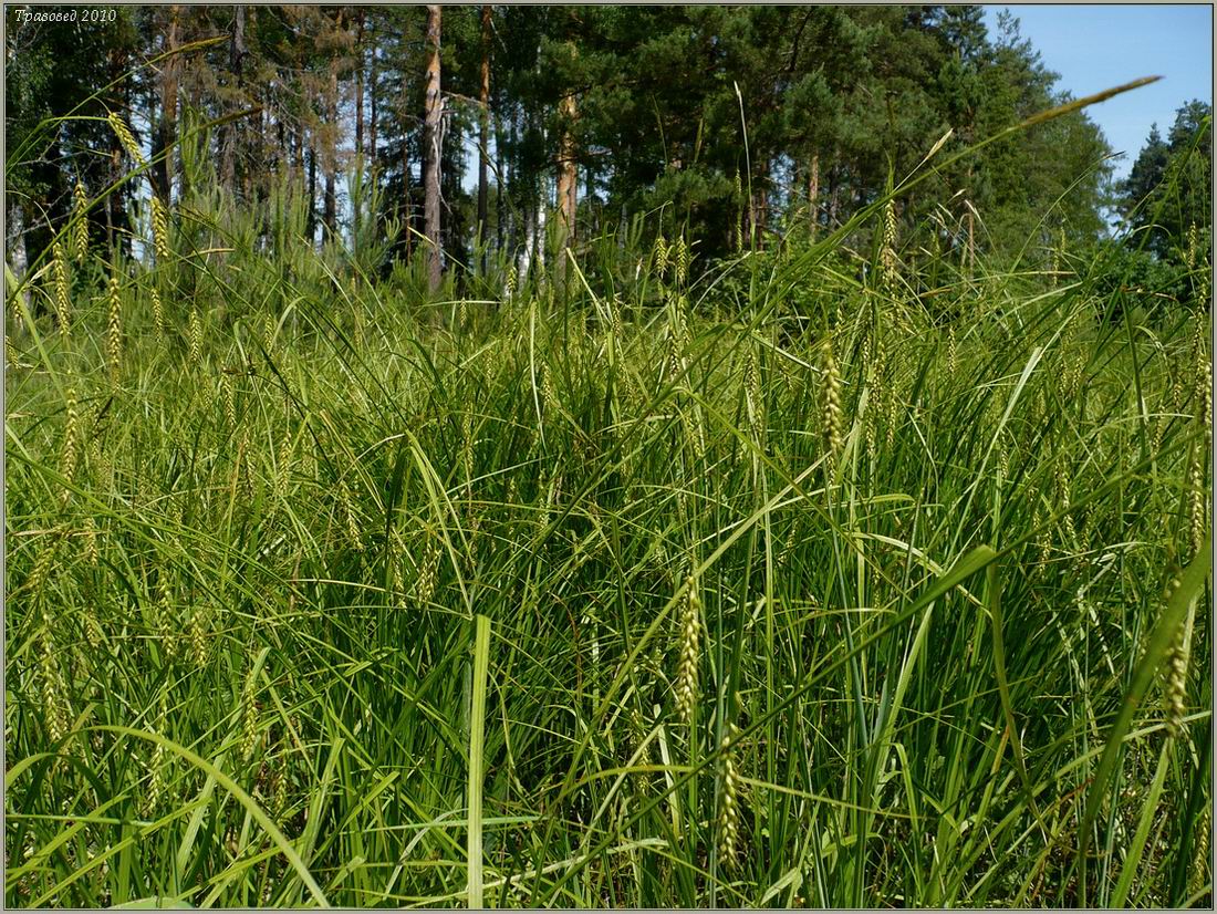 Изображение особи Carex sylvatica.