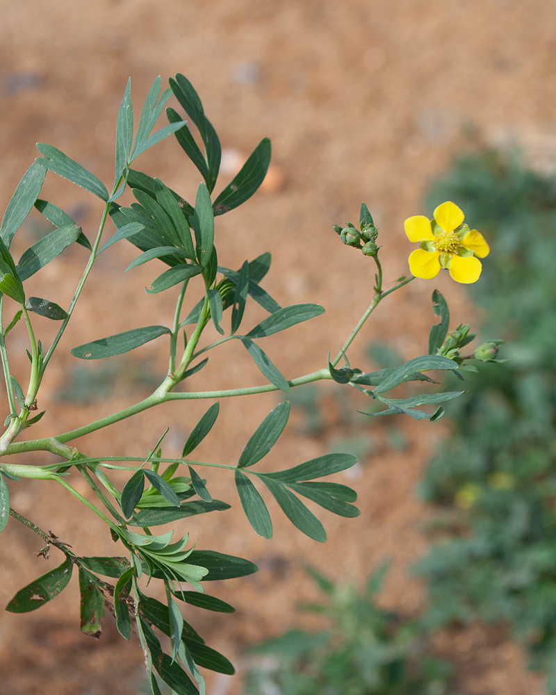 Изображение особи Potentilla semiglabra.