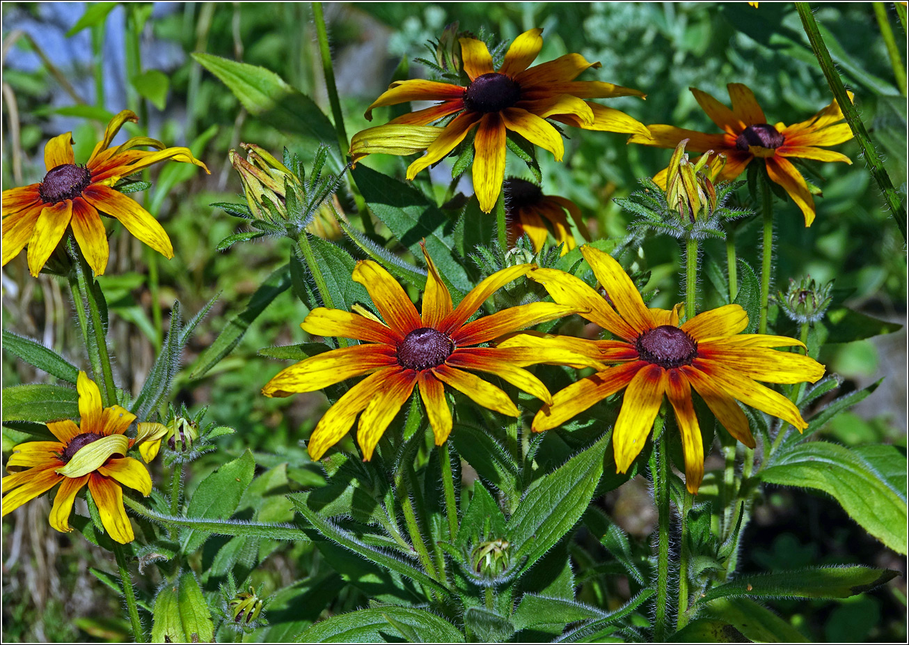 Image of Rudbeckia hirta specimen.