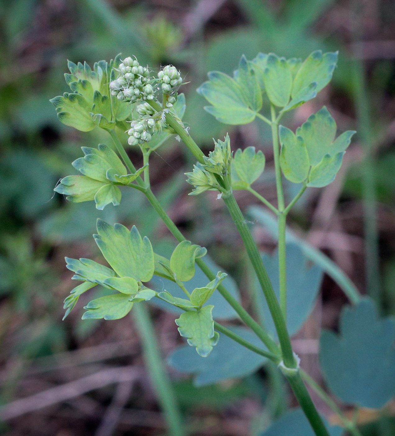 Image of Thalictrum minus specimen.