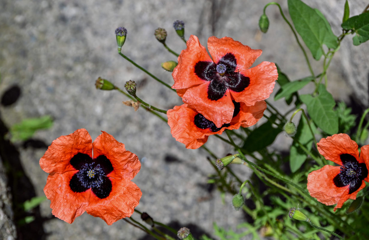 Изображение особи род Papaver.