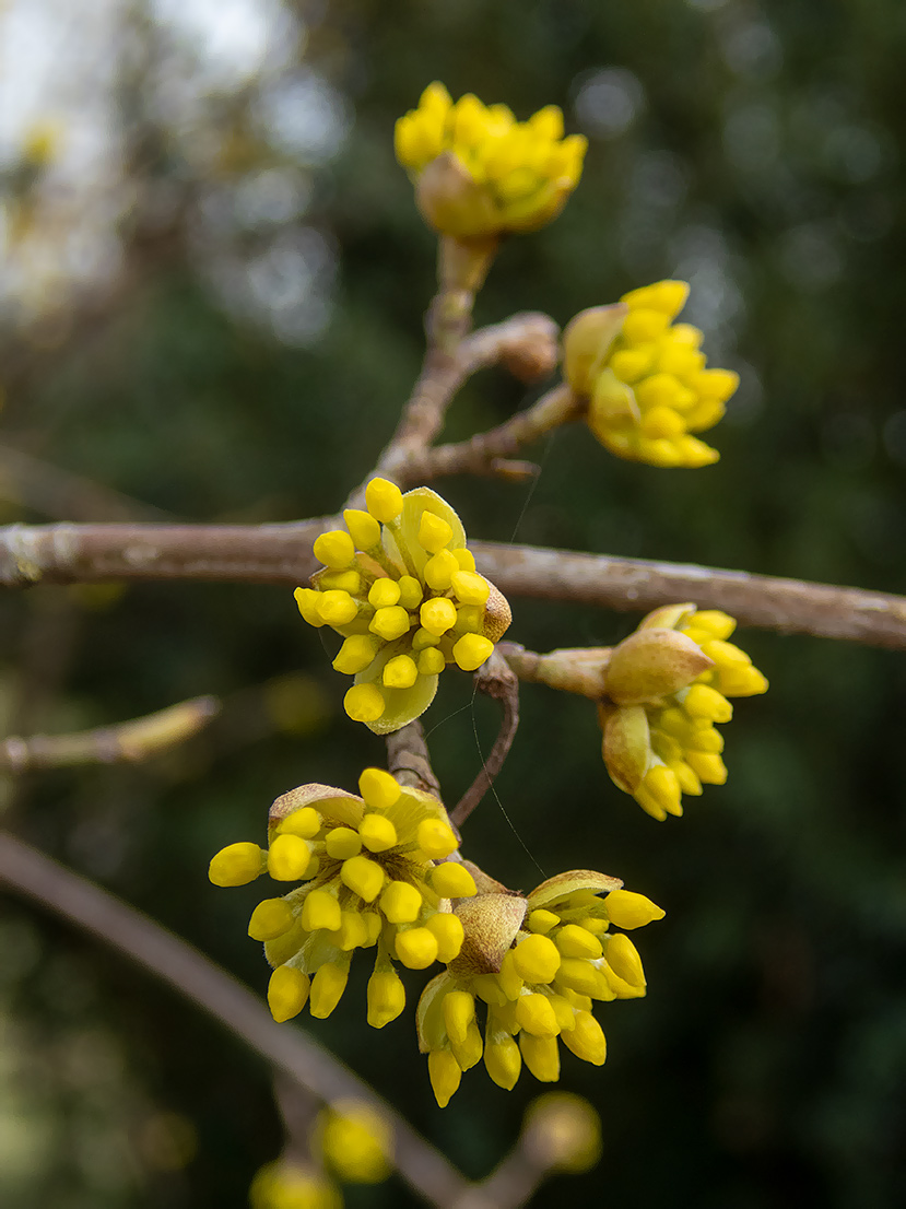 Изображение особи Cornus mas.