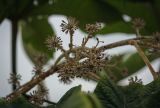 Tetrapanax papyrifer. Соплодие. Абхазия, Гагрский р-н, с. Лдзаа, частное подворье. 13.04.2024.