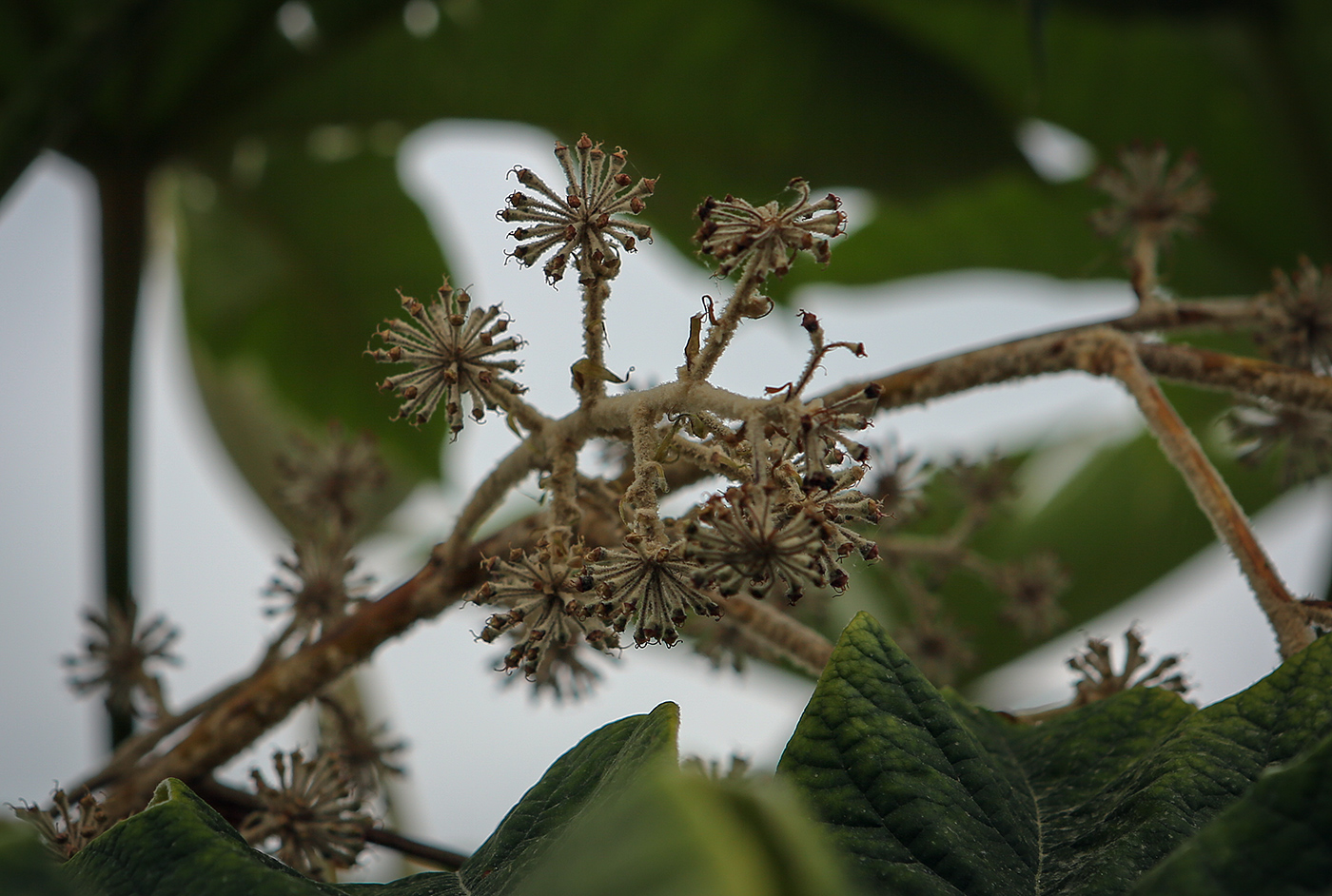 Image of Tetrapanax papyrifer specimen.