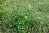 Rubus canescens. Цветущее растение. Краснодарский край, Крымский р-н, окр. станицы Неберджаевская, ур. Глубокий Яр, каменистая поляна на опушке буково-дубово-грабового леса. 30.05.2024.