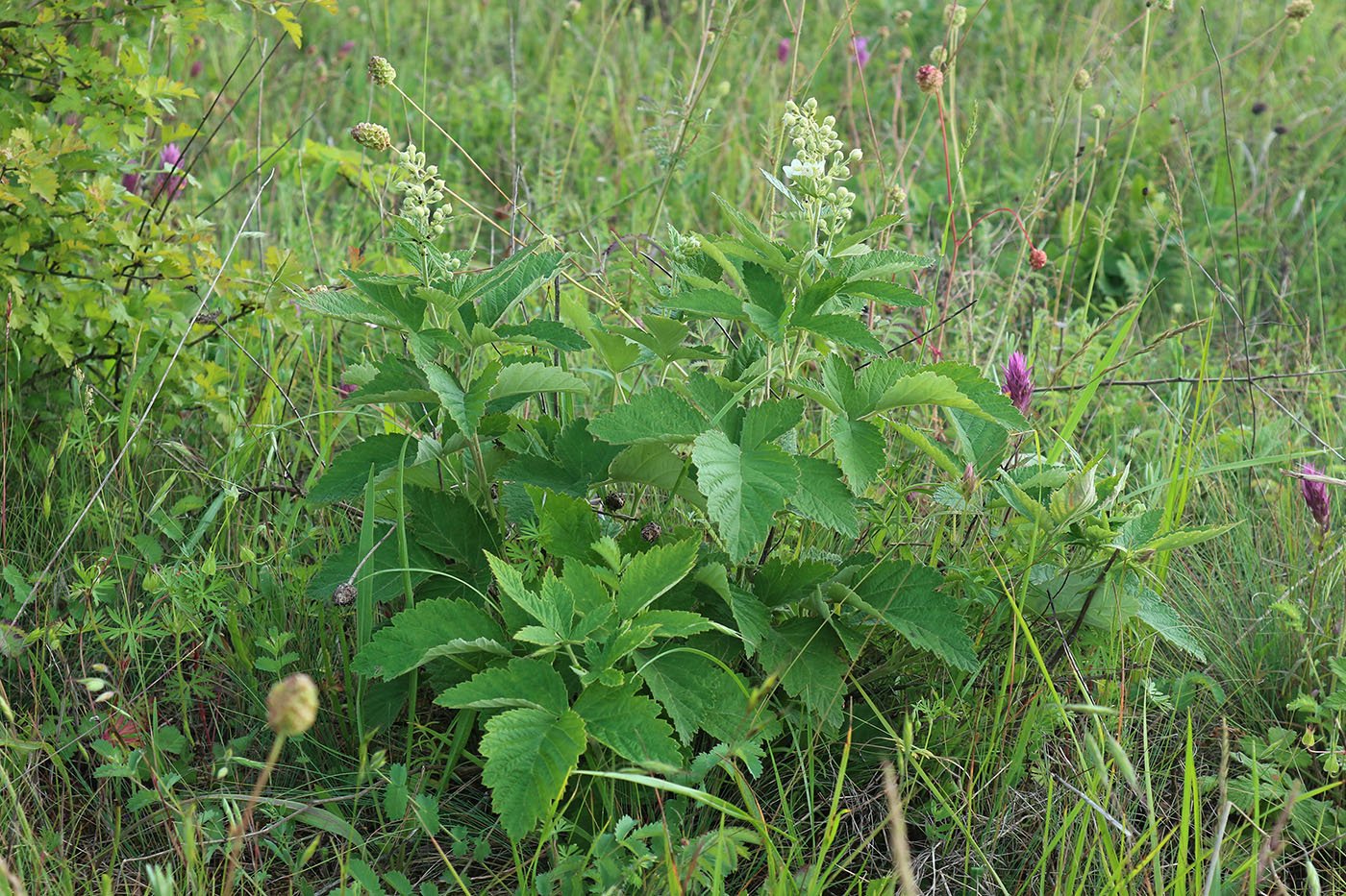 Image of Rubus canescens specimen.