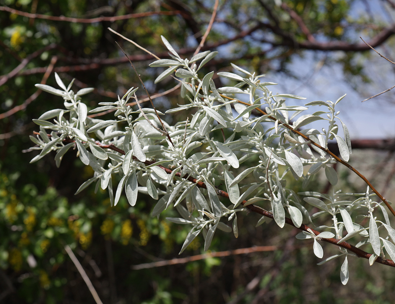 Image of Elaeagnus oxycarpa specimen.